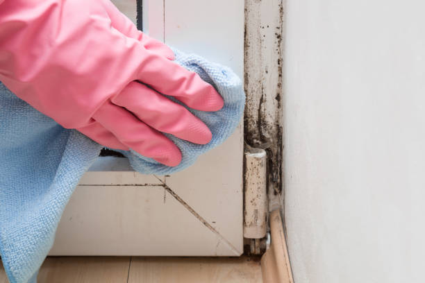 Attic Mold Removal in Crestview Hills, KY
