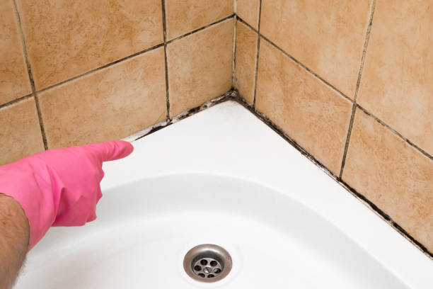 Best Black Mold Removal  in Crestview Hills, KY